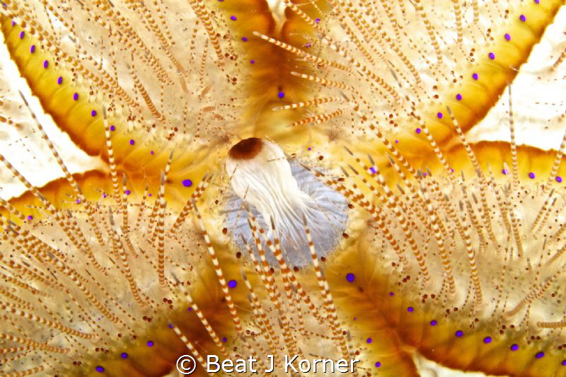 Venomous Hawaiian Blue Spotted Sea Urchin lures with its ... by Beat J Korner 