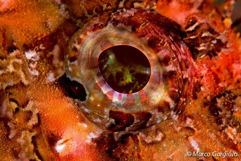 Scorpaena scrofa, eye by Marco Gargiulo 