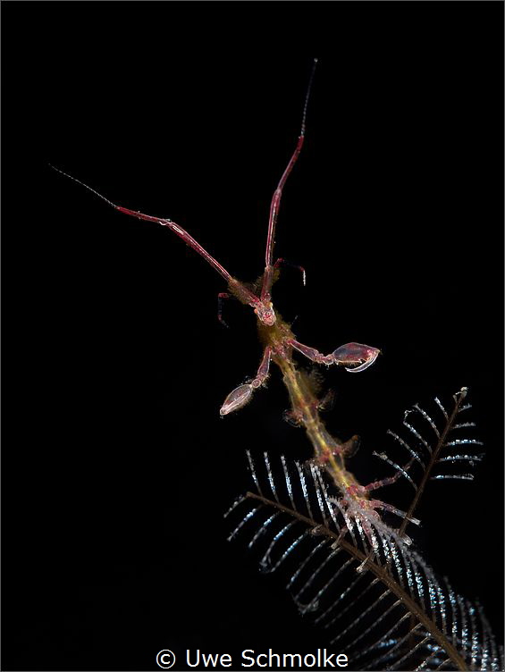 Lucifer -
Purple skeleton shrimp - male? by Uwe Schmolke 