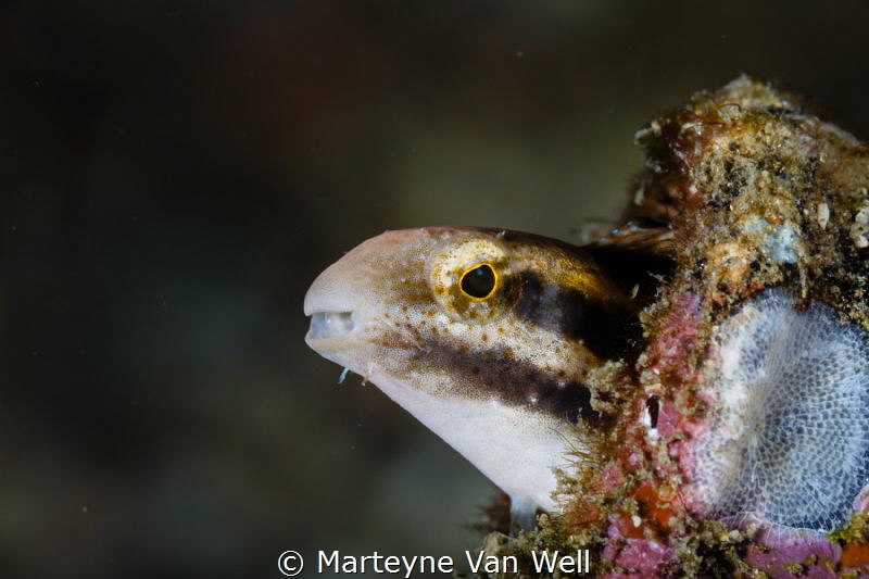 A blenny peaking its head out at Nudi Falls in Lembeh by Marteyne Van Well 