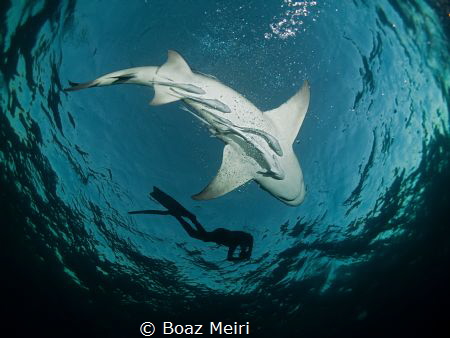 A Lemon Shark and a Free Diver by Boaz Meiri 