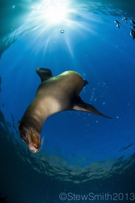 A playful Sea Lion likes being centre of attention by Stew Smith 