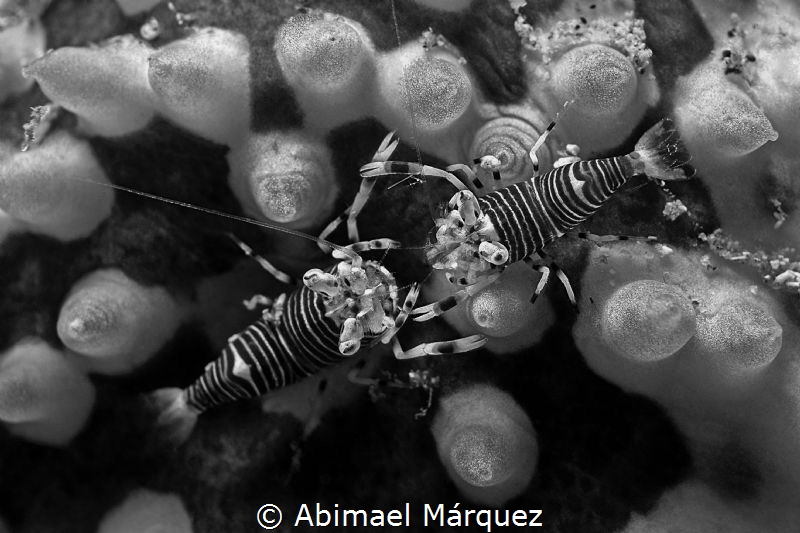 Pair of Bumblebee Shrimp by Abimael Márquez 