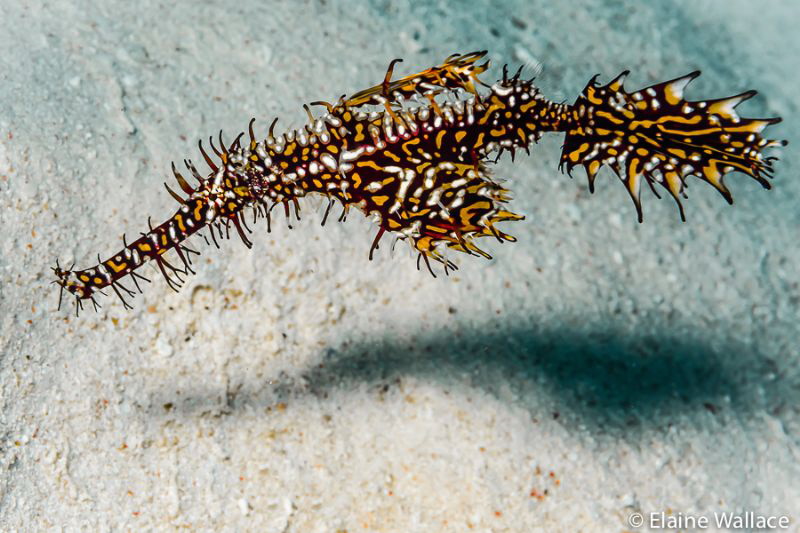 Ornate ghost pipe fish and its shadow. by Elaine Wallace 