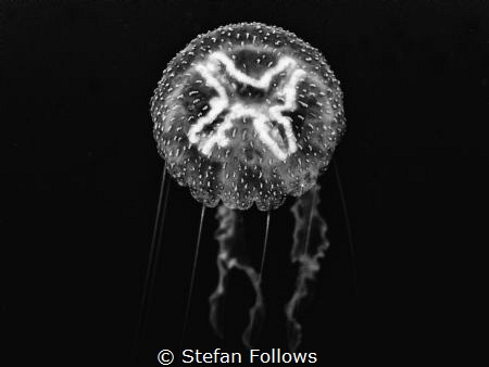 Lunacy.....! Moon Jellyfish - Aurelia aurita. New Zealand... by Stefan Follows 