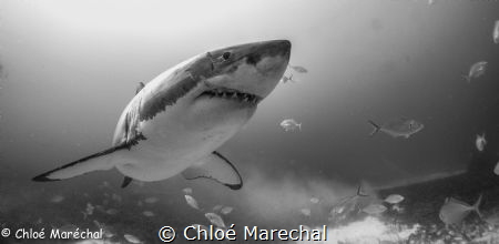 Great shark. 
Picture was taken with a sony nex 5 and na... by Chloé Marechal 