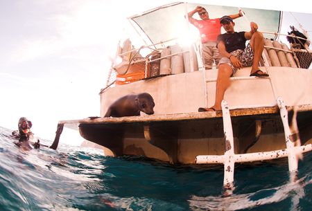 My dive buddy...
Los Islotes, Sea of Cortez. 
D2x. 10.5mm by Rand McMeins 