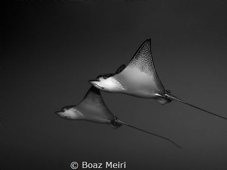 White-Spotted Eagle Rays in the Galapagos by Boaz Meiri 