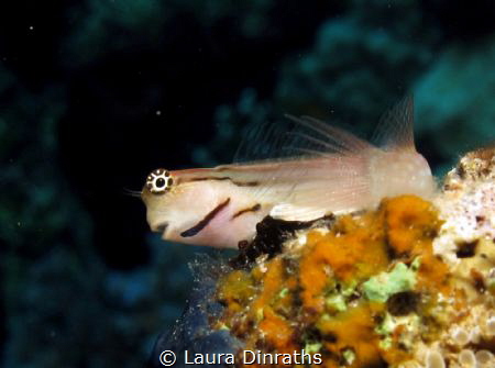Red Sea combtooth blenny by Laura Dinraths 