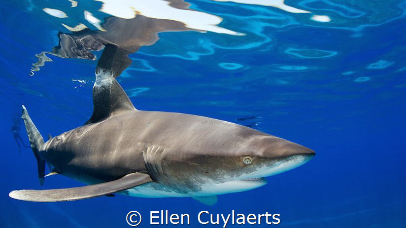 Oceanic Whitetip
I called this picture Colgate tip becau... by Ellen Cuylaerts 