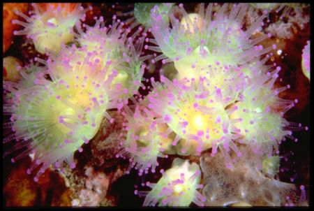 Polyps of "Corynactis viridis" in Sicily Channel bottom (... by Guido Picchetti 