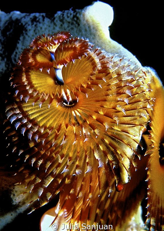 Christmas Tree Worm (Spirobranchus giganteus) in the Red Sea by Julio Sanjuan 