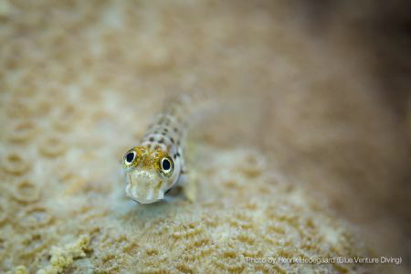 Say Cheeeeeese! Nice goby moving around on the local corals! by Henrik Hedegaard 