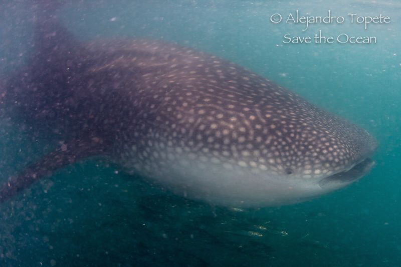Whale Shark in La Paz Mexico by Alejandro Topete 