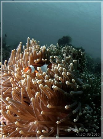 clown and anemone - in a different way by Kf Leong 
