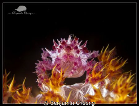 Candy Crab on Fire!!!! (Hoplophrys oatesii)

Compact Ca... by Benjamin Choong 