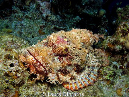 A big camouflaged flathead scorpionfish lies in ambush by Laura Dinraths 