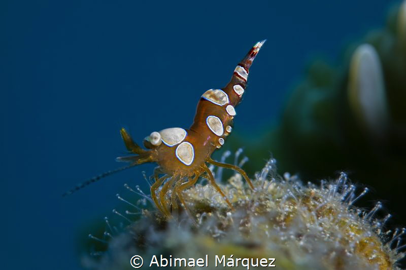 Squat Anemone Shrimp by Abimael Márquez 