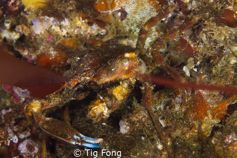 Kelp Crab eating - what else? - kelp! by Tig Fong 