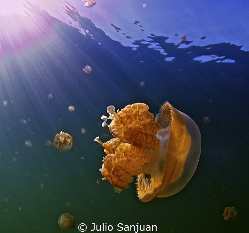 Jellyfish in Jellyfish Lake by Julio Sanjuan 