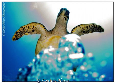 Bubbles flying to Heaven.. A big turtle that dive with me... by Carlos Pérez 
