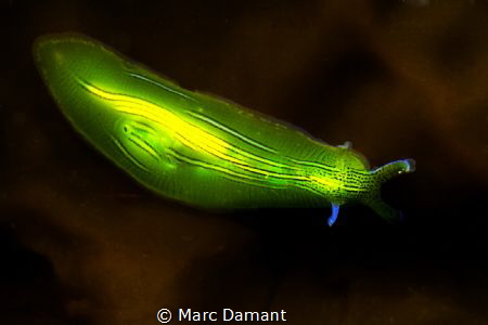 Zebra Sea Slug! This neon green slug was on an off colour... by Marc Damant 