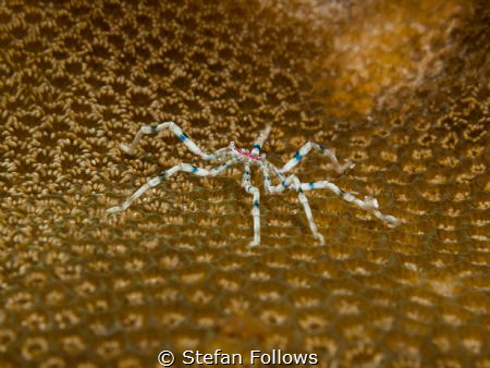 Spider..! Sea Spider - Anoplodactylus sp. Sail Rock, Thai... by Stefan Follows 