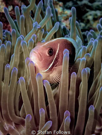 What You Want? Pink Anemonefish - Amphiprion perideraion.... by Stefan Follows 