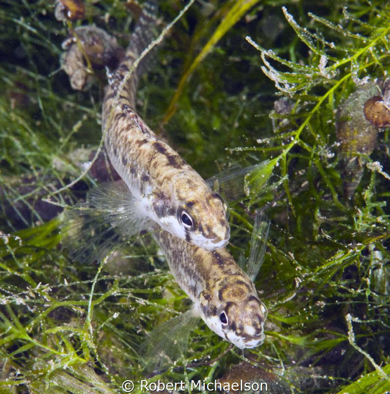 Endangered Fountain Darters are only found in the Comal R... by Robert Michaelson 