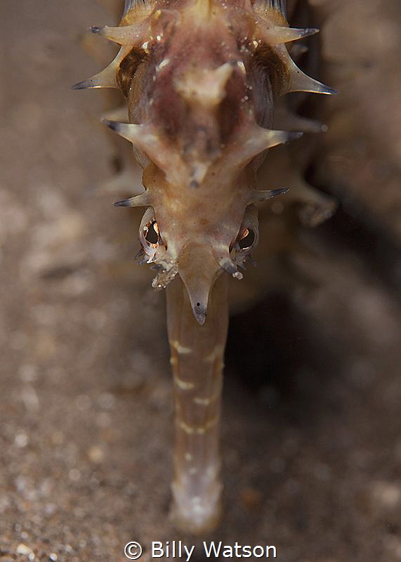 Thorny Seahorse by Billy Watson 