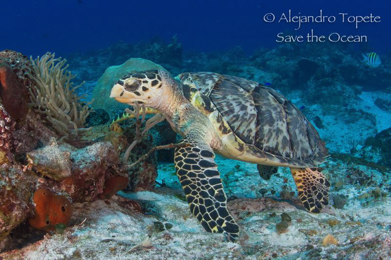 Carey Turtle in the Reef, Cozumel Mexico by Alejandro Topete 
