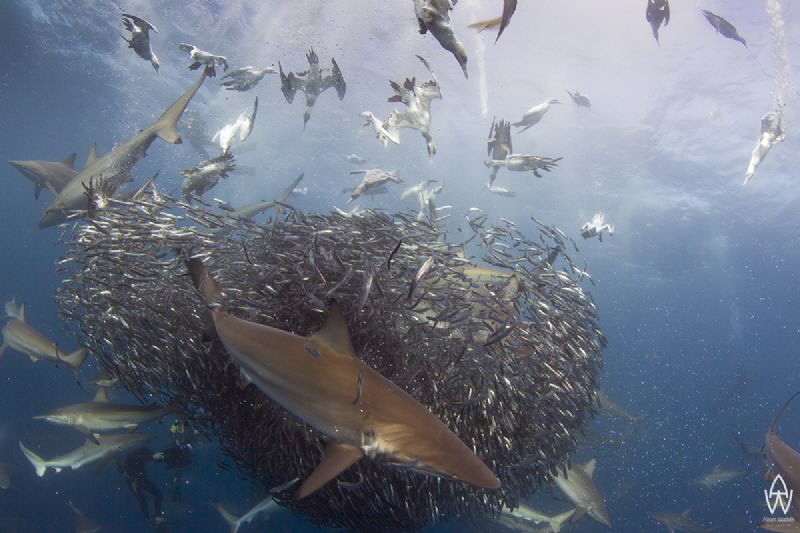 Sardine Run, Transkei Wild Coast!! Close your eyes and im... by Allen Walker 