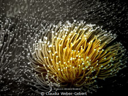 abstract underwater by Claudia Weber-Gebert 