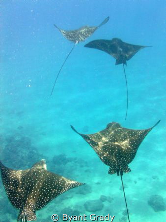 Spotted Eagle Rays by Byant Grady 