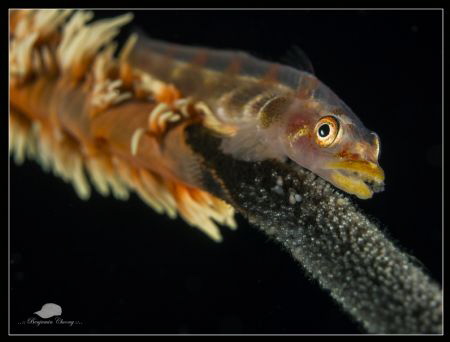 Angry whip coral Goby guarding her eggs
Canon Powershot ... by Benjamin Choong 