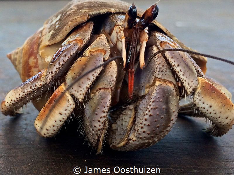 Coconut crab on our table. Taken with an iPhone by James Oosthuizen 