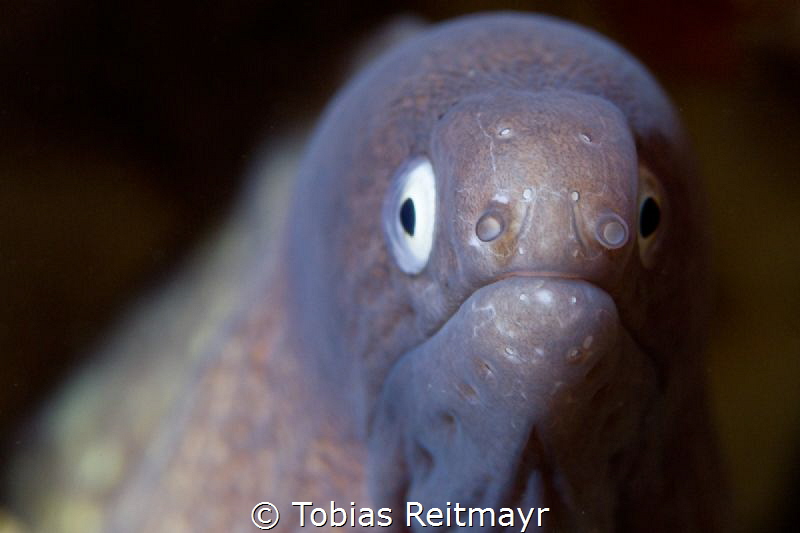 White Eyed Moray at Anemone Reef by Tobias Reitmayr 
