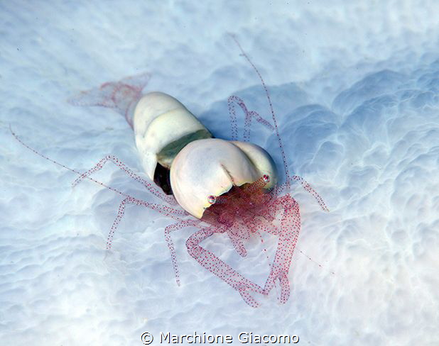 Egg Shell Shrimp, Hamopontonia corallicola
Nikon D800E, ... by Marchione Giacomo 