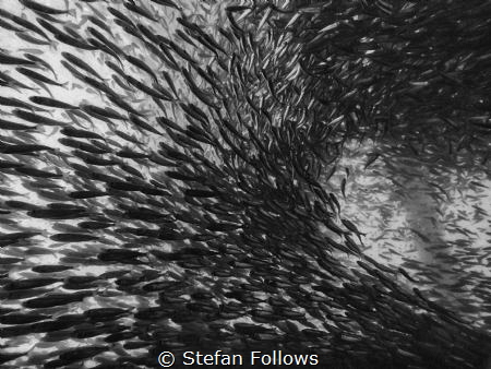 In the tube. Indian Anchovy - Tolephorus indicus. Chalokl... by Stefan Follows 