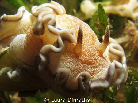 Brown-margin glossodoris in seagrass, shot with a macro lens by Laura Dinraths 