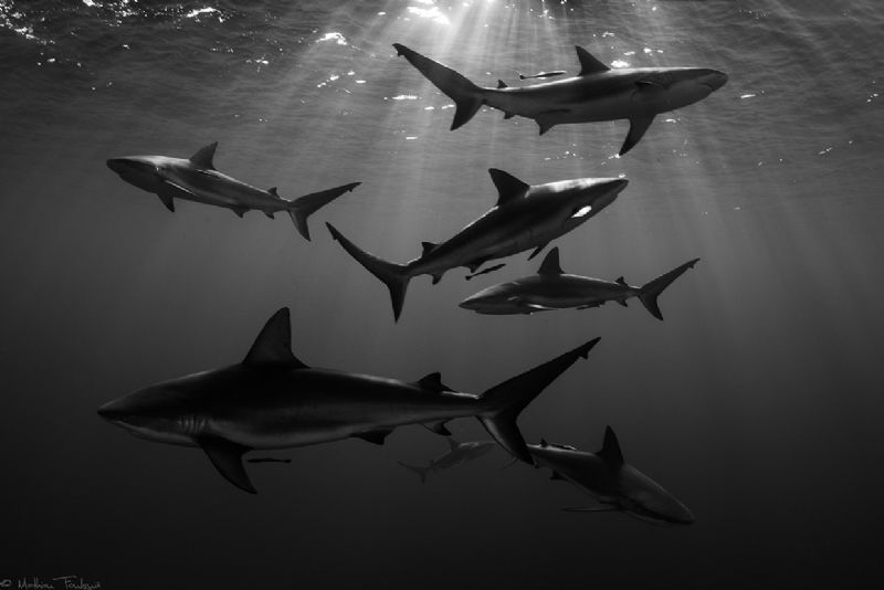 7 Carcharhinus perezi by Mathieu Foulquié 