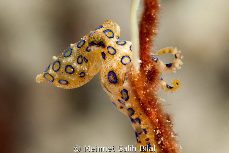 A Blue ringed octopus during the night dive at the house ... by Mehmet Salih Bilal 