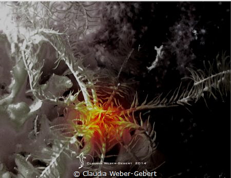 feather star - abstract by Claudia Weber-Gebert 