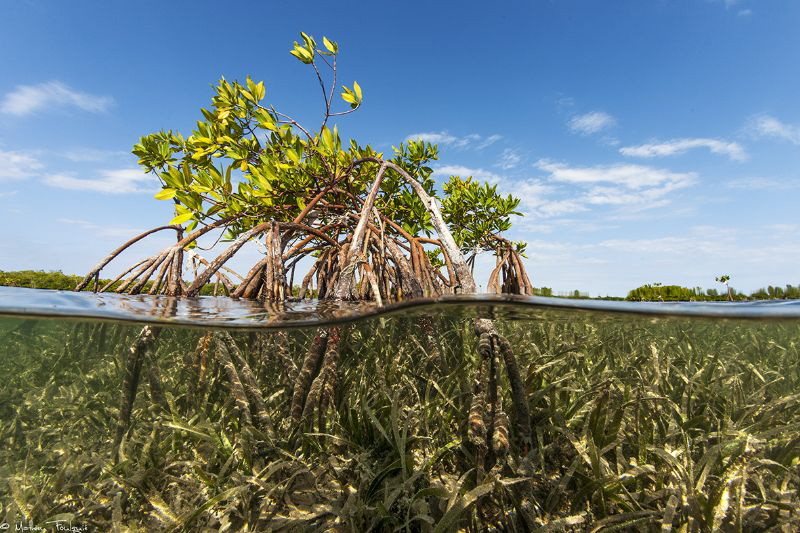 mangrove and seagrass by Mathieu Foulquié 