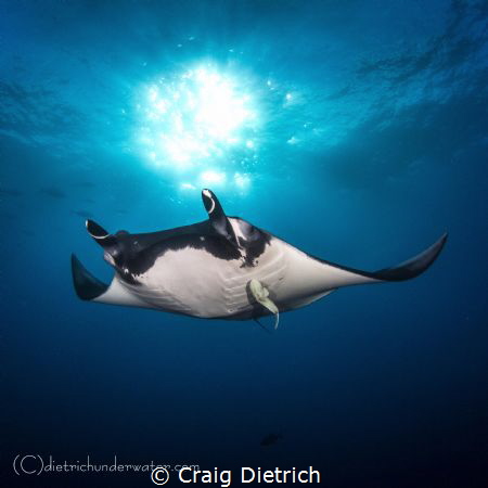 "Manta" Waited till dusk to get this lighting. Was just h... by Craig Dietrich 