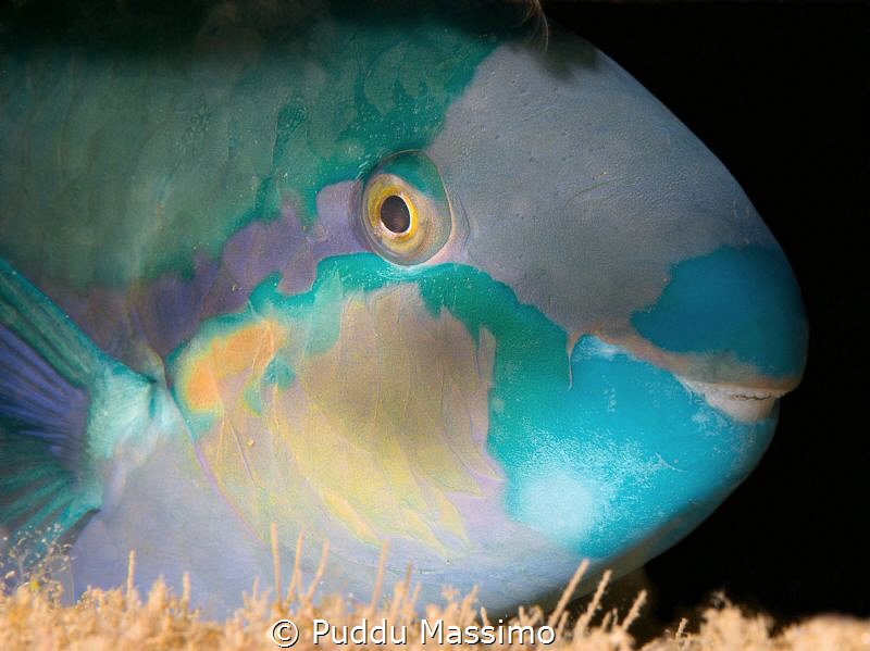 portrait of parrot ,nikon d800e,60mm micro by Puddu Massimo 