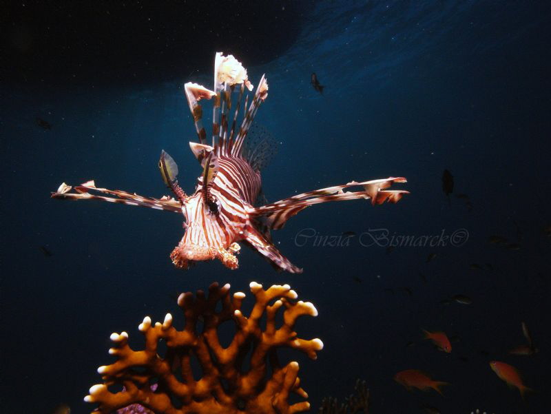ROAR!!!
Pterois Volitans
My first time with a stobe! :) by Cinzia Bismarck 