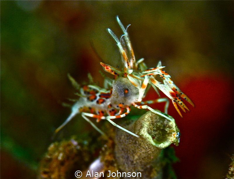 the Eye of the tiger…shrimp by Alan Johnson 