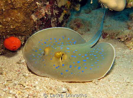 Blue spotted stingray rests on the sand by Laura Dinraths 