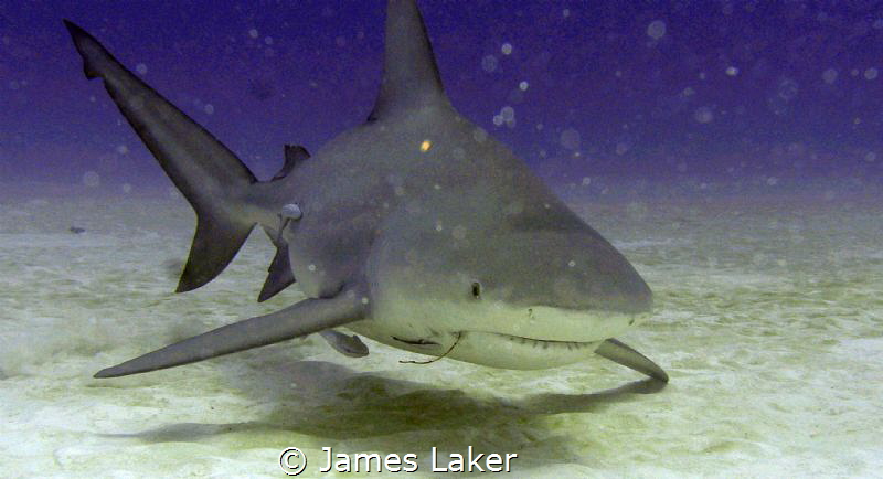 The one that got away! Hooked Bull Shark! by James Laker 